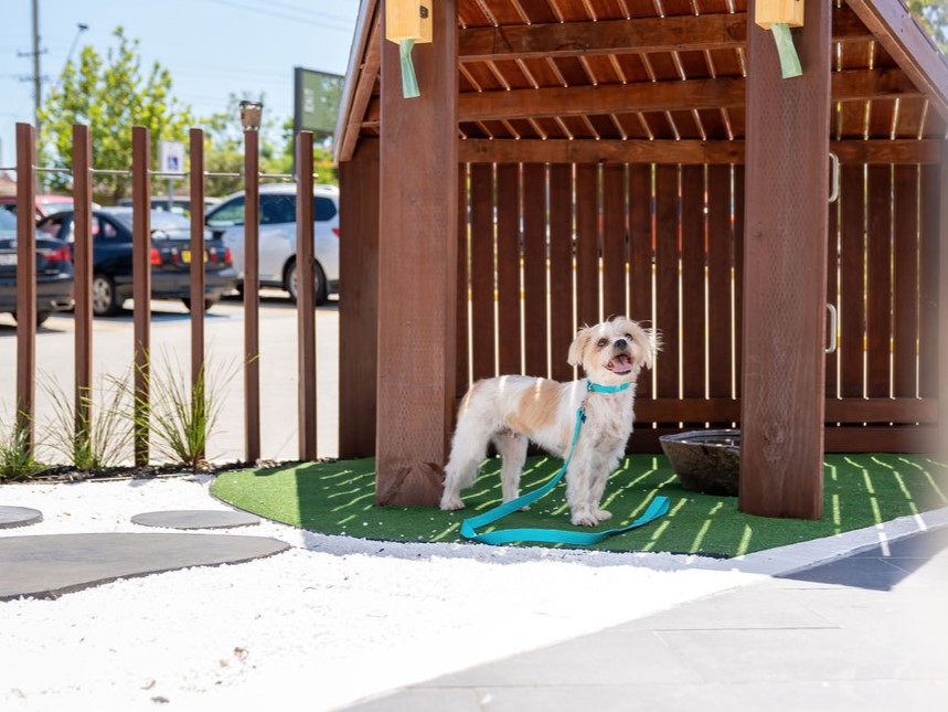 dog parking